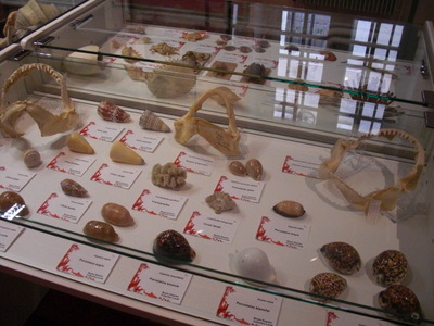 shells